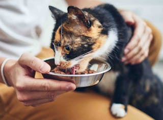 È stato suggerito che i sensi dell’olfatto e del gusto si riducano con l’invecchiamento del gatto